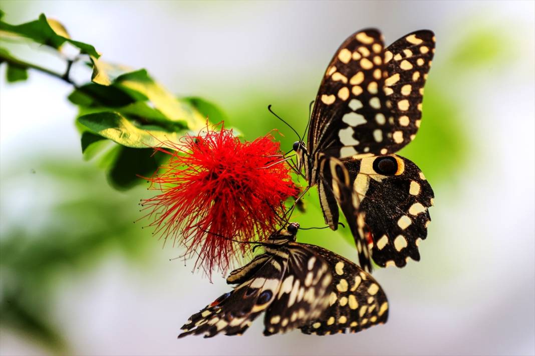 Konya’nın ünlü bahçesinde 10 bin kelebek vuslat için ilk kez kanat çırpacak 15